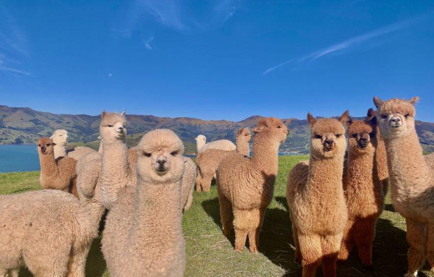 Alpaca Farm – Private Tour