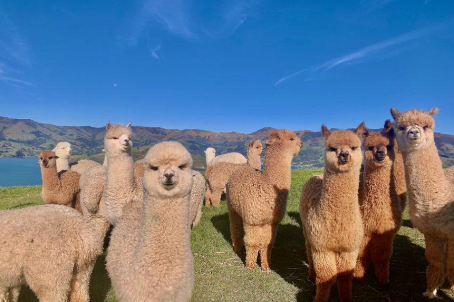 Alpaca Farm – Group Tour