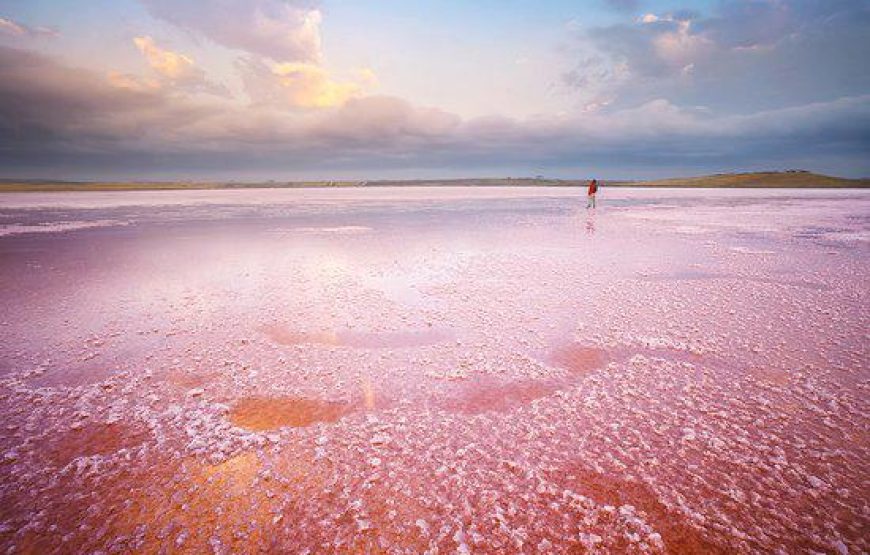 Alpaca Farm – Private Tour