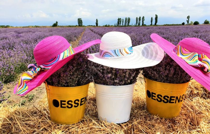 Alpaca Farm – Private Tour