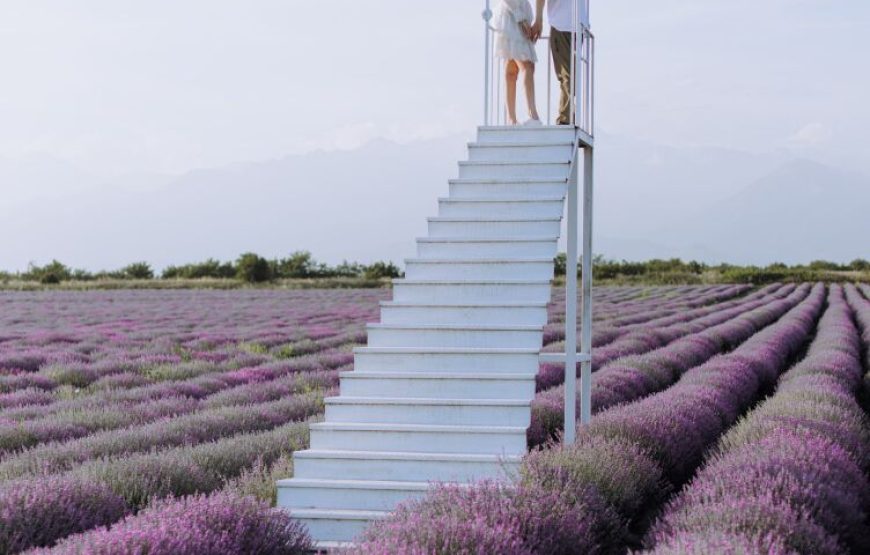 Alpaca Farm – Private Tour