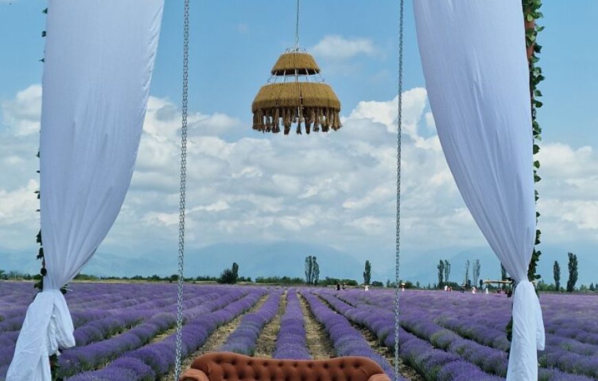 Alpaca Farm – Private Tour